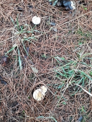 Amanita junquillea