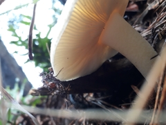 Amanita junquillea