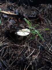 Amanita junquillea