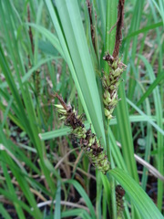 Carex hyalinolepis