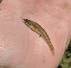 Etheostoma gracile