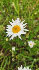 Leucanthemum vulgare