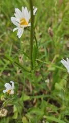 Leucanthemum vulgare