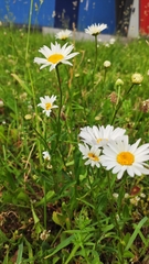 Leucanthemum vulgare