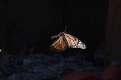 Danaus plexippus
