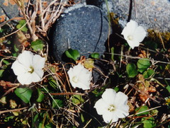 Convolvulus waitaha