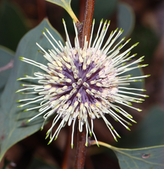 Hakea petiolaris
