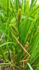Carex vesicaria