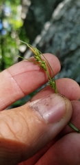 Carex communis communis