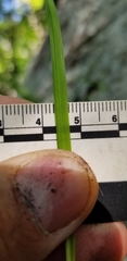 Carex communis communis