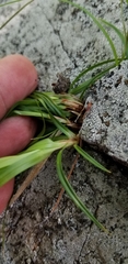 Carex communis communis