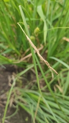 Carex vesicaria