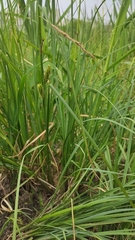 Carex vesicaria