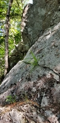 Carex communis communis