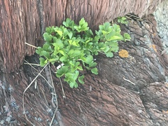 Ligusticum scothicum