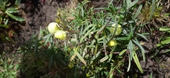 Calceolaria hyssopifolia