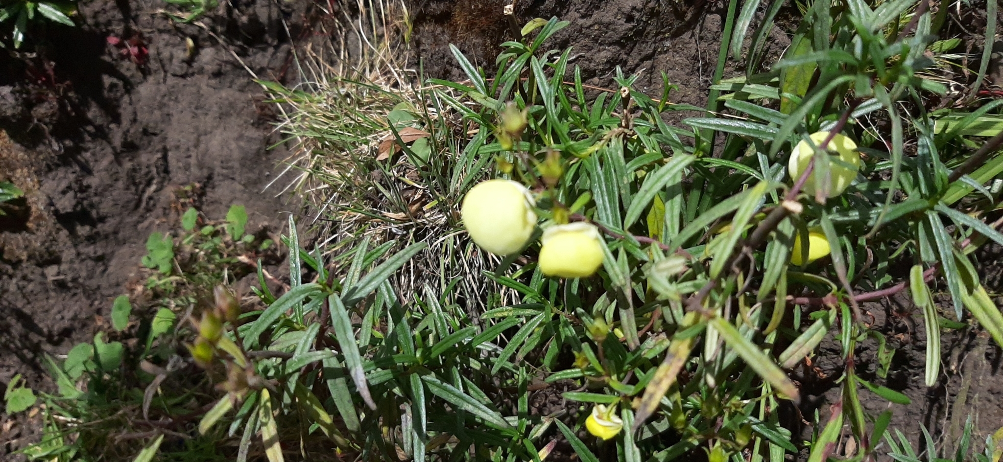 Calceolaria hyssopifolia image