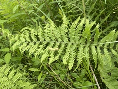 Thelypteris palustris pubescens