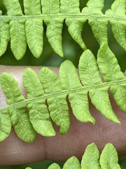 Thelypteris palustris pubescens