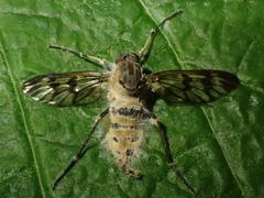 Furia ithacensis