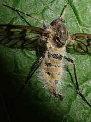 Furia ithacensis