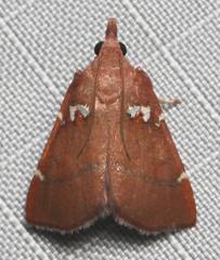 Lepidomys irrenosa image