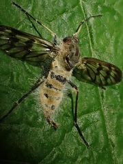 Furia ithacensis