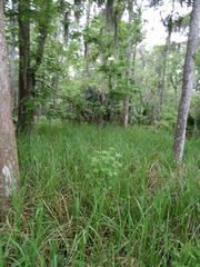 Carex hyalinolepis