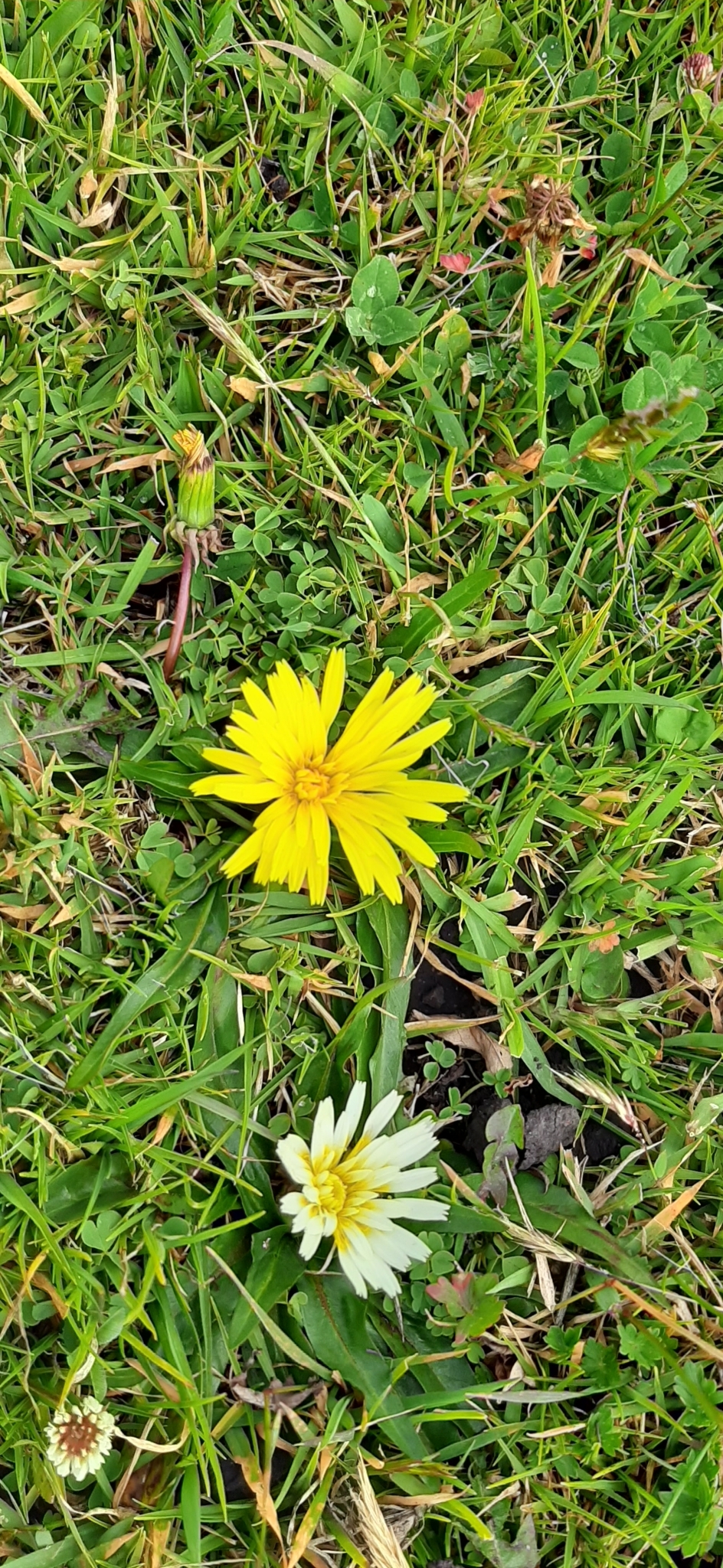 Hypochaeris sessiliflora image