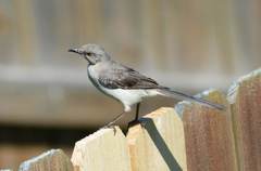 Mimus polyglottos