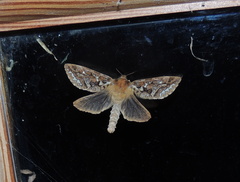 Korscheltellus fusconebulosa