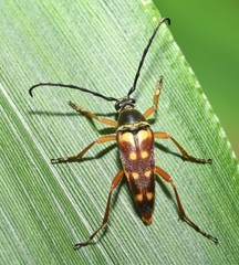 Typocerus velutinus