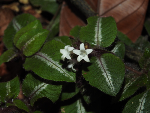 Psychotria debilis