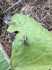 Rhynocoris ventralis