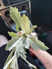 Media resource of Artemisia ludoviciana
