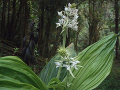 Calanthe