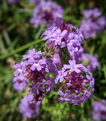 Glandularia lilacina