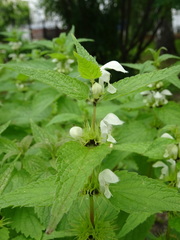 Lamium album