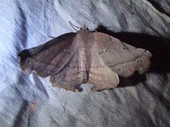 Phyllodonta flabellaria