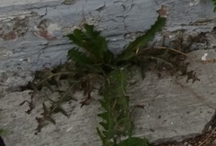 Taraxacum officinale