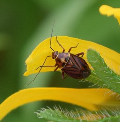 Calocoris barberi