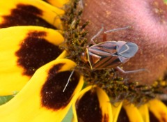 Calocoris barberi