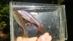 Lythrurus umbratilis