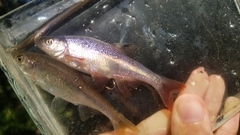 Lythrurus umbratilis