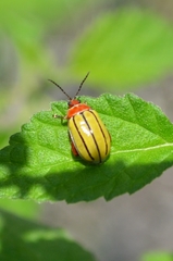 Kuschelina tenuilineata