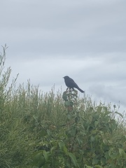 Euphagus cyanocephalus