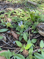 Richardia grandiflora