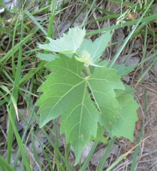 Vitis acerifolia