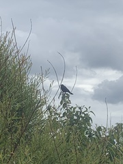 Euphagus cyanocephalus