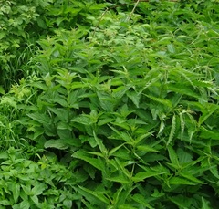Urtica dioica